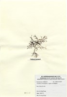 藏品(傘房龍鬚菜)的圖片